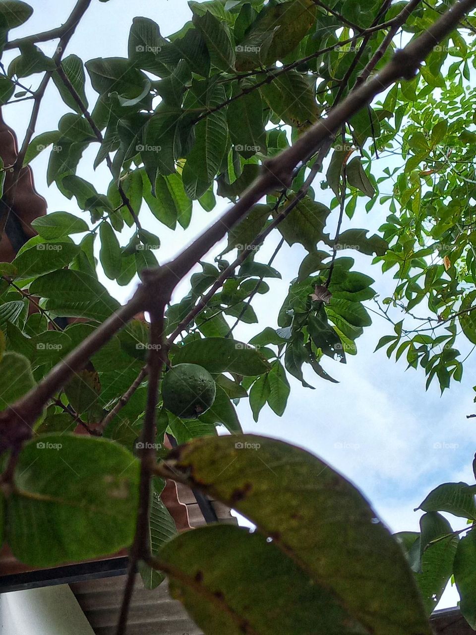 a guava in our garden
