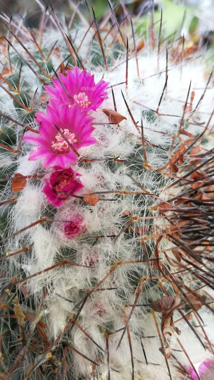 Blooming cactus