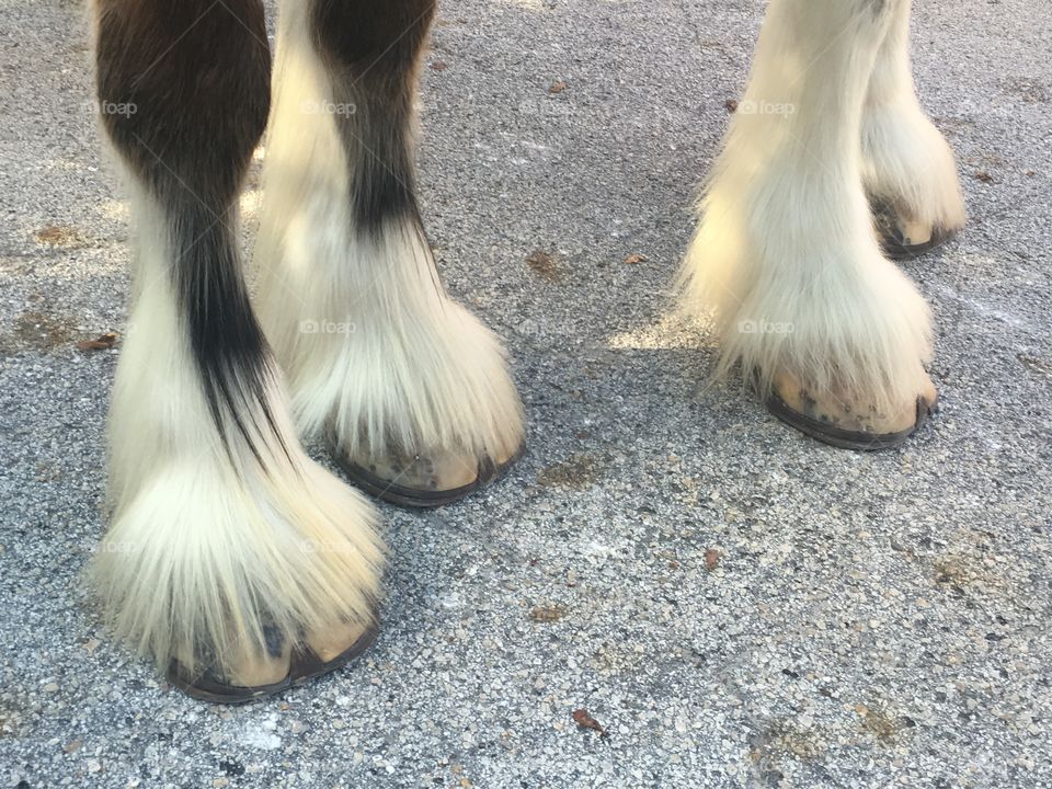 Clydesdale horse feet hooves 