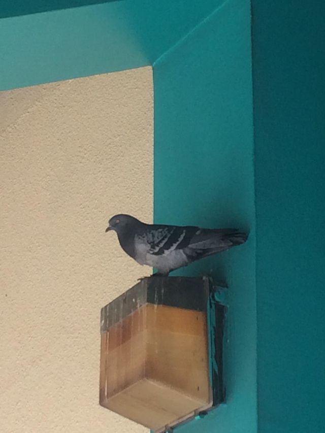 Perched High