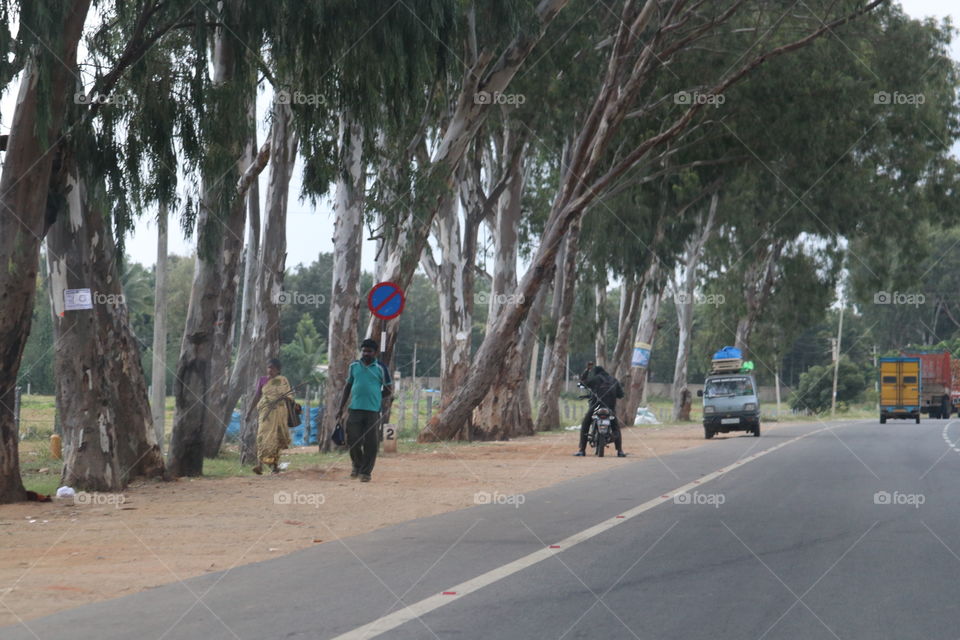 tree and street