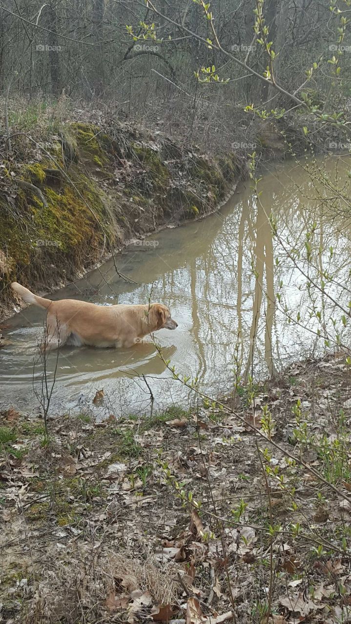 Labrador swimming in pond