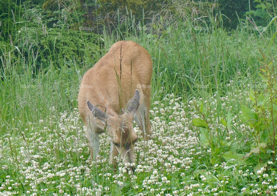 A little red deer popped out of the forest to nibble some clover for lunch ...