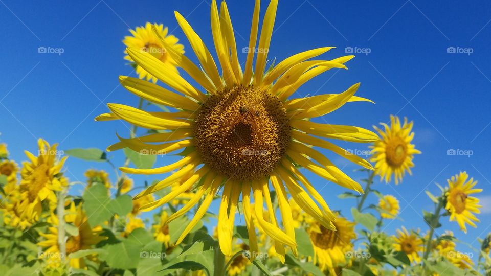 yellow petals of a Sunflower