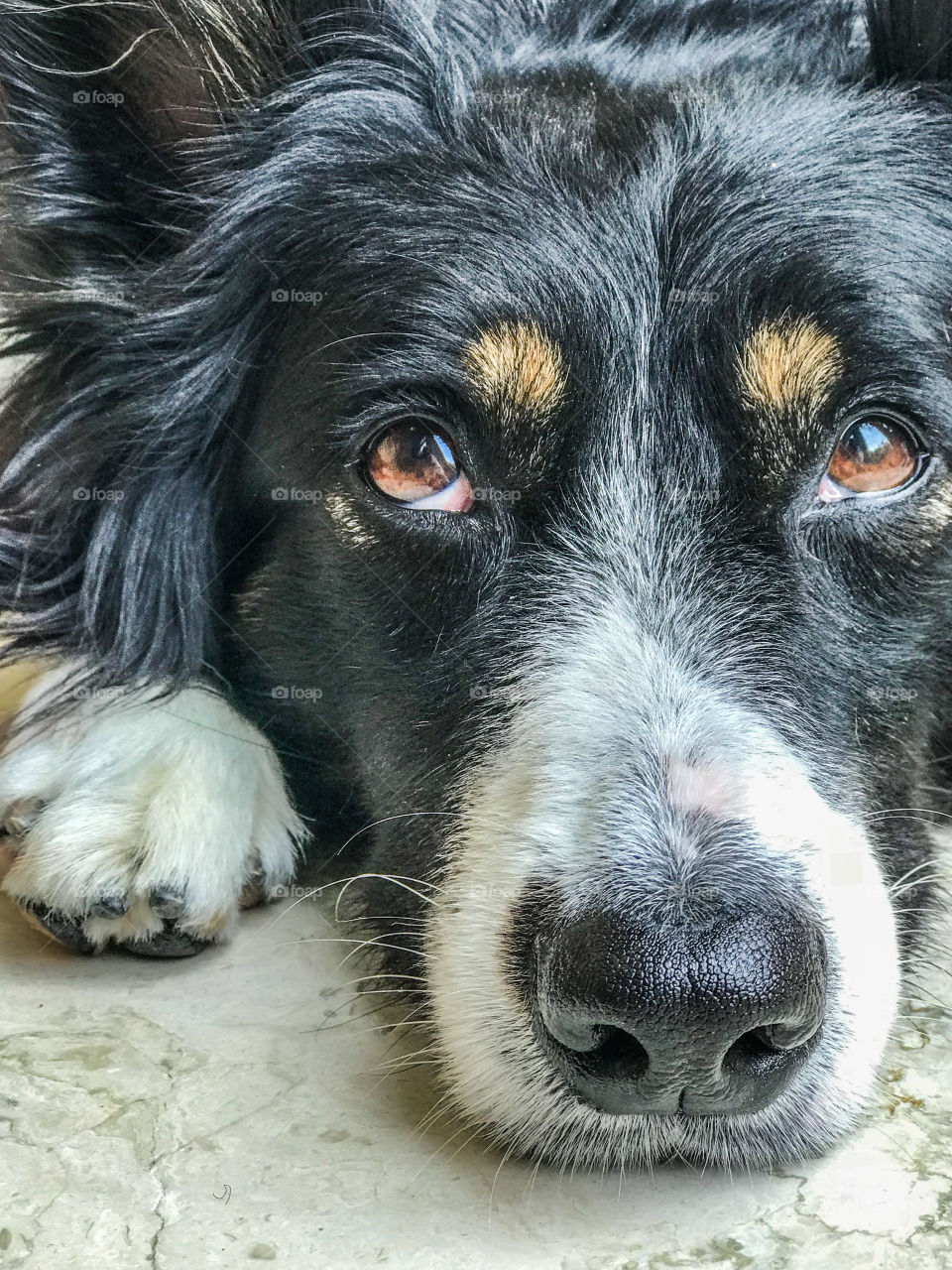Border collie lying on the floor next to her paw looking up 