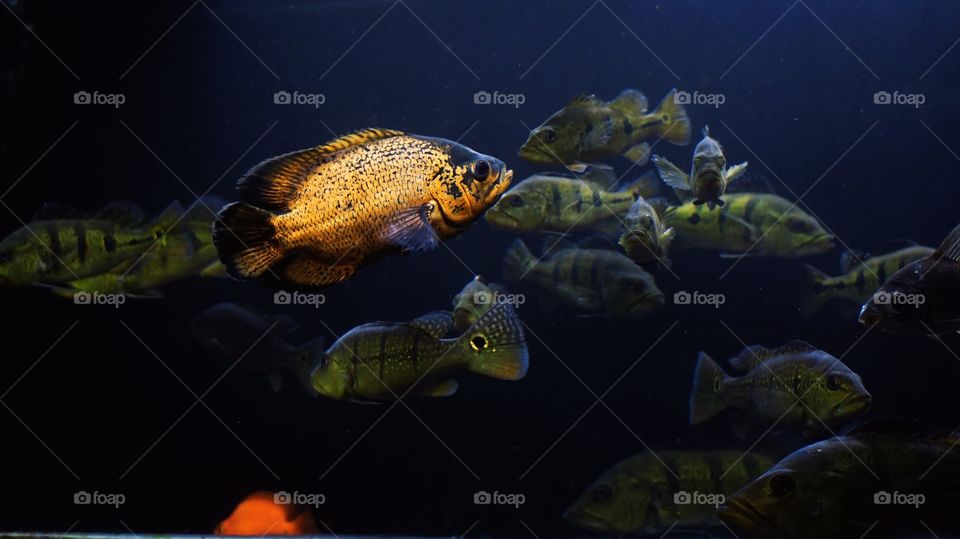 Golden Oscar fish swimming in the aquarium on a black background