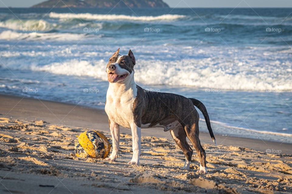 Young American staffordshire terrier playing with a ball on the beach