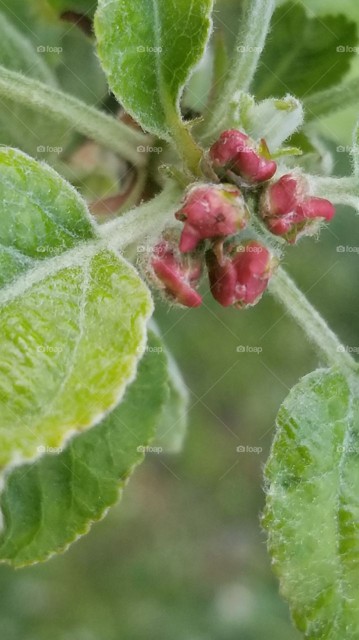 apple blossom