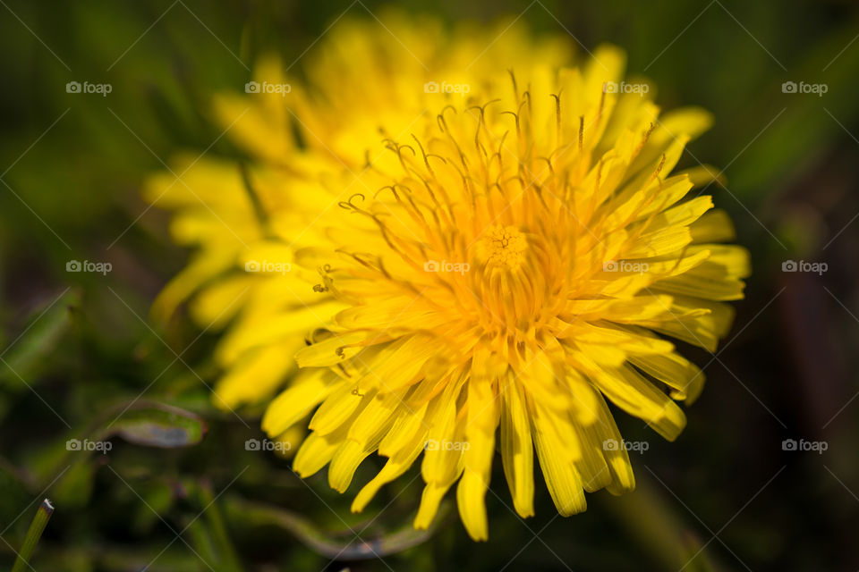 Dandelions