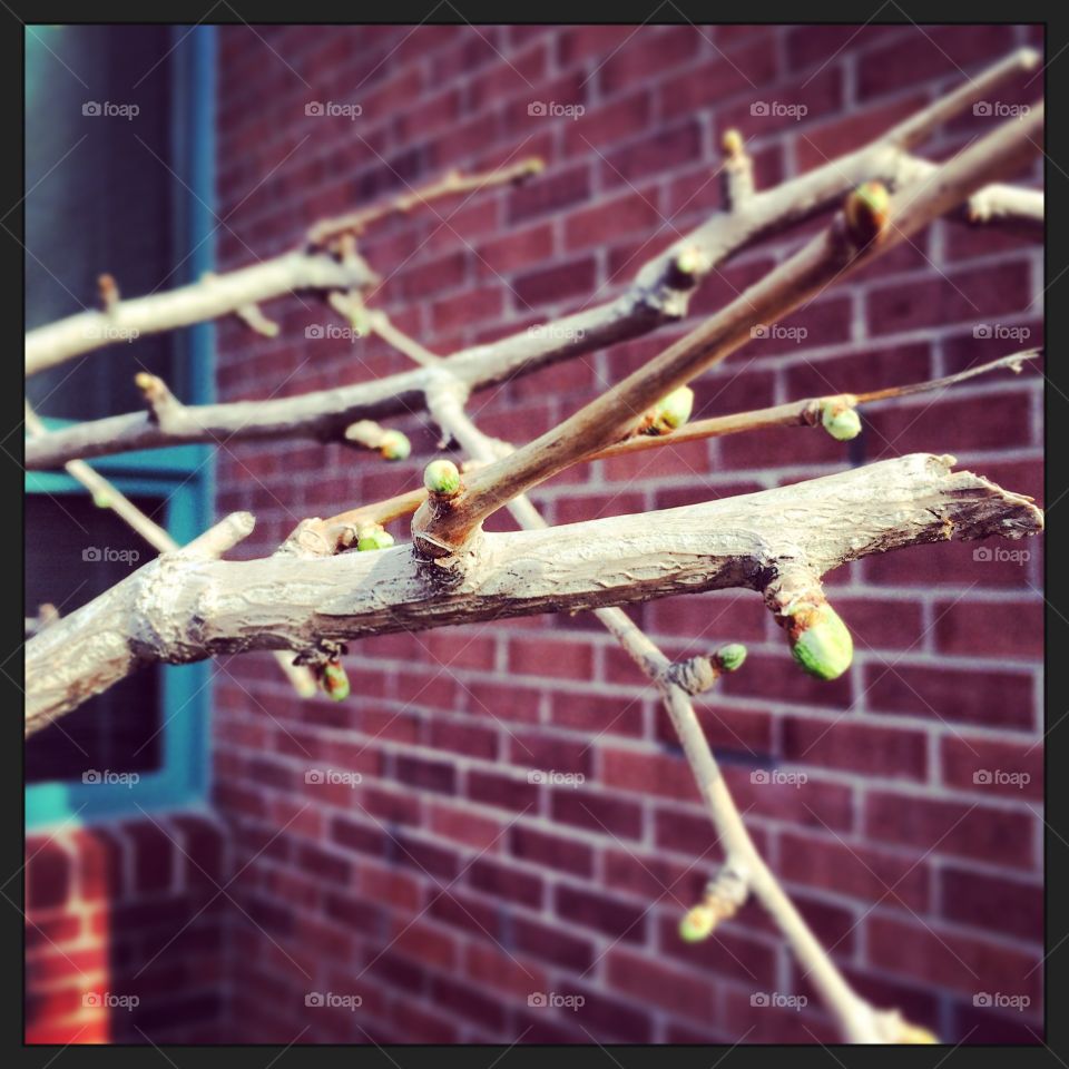 Spring buds. 