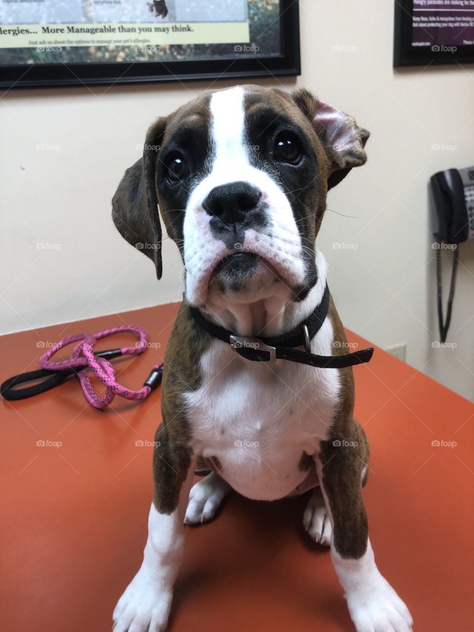 Boxer pup at veterinarian 