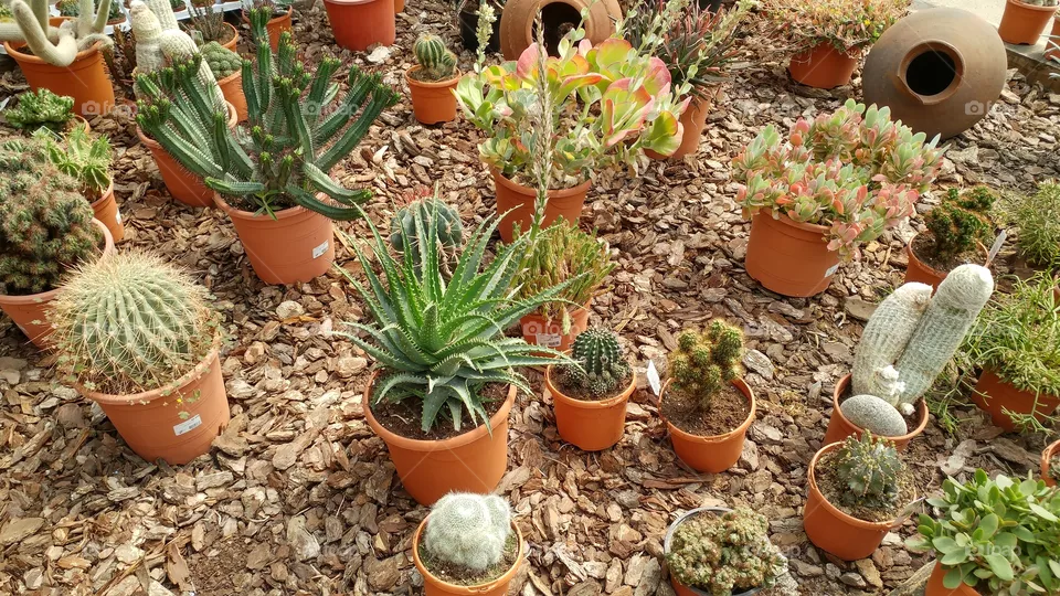 plants