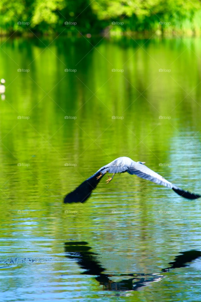 Great Blue Heron in flight 