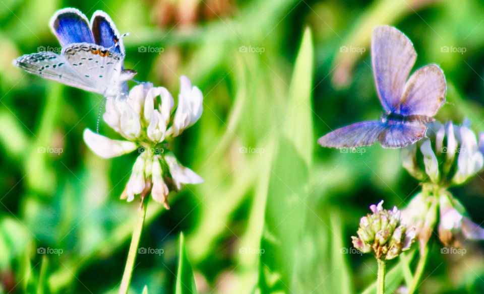 Butterflies Fly Away - two butterflies, one blue, one lavender, on wilting white clover blossoms in a sunny meadow