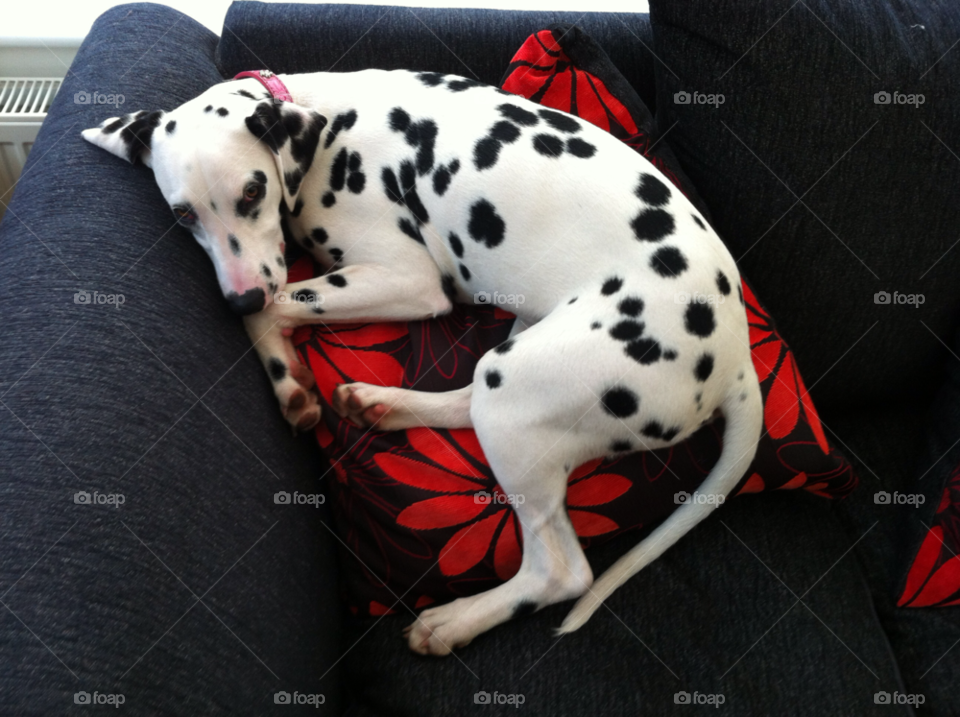 millie fast asleep millie relaxing in the sun.....again dalmatian dog by taffy
