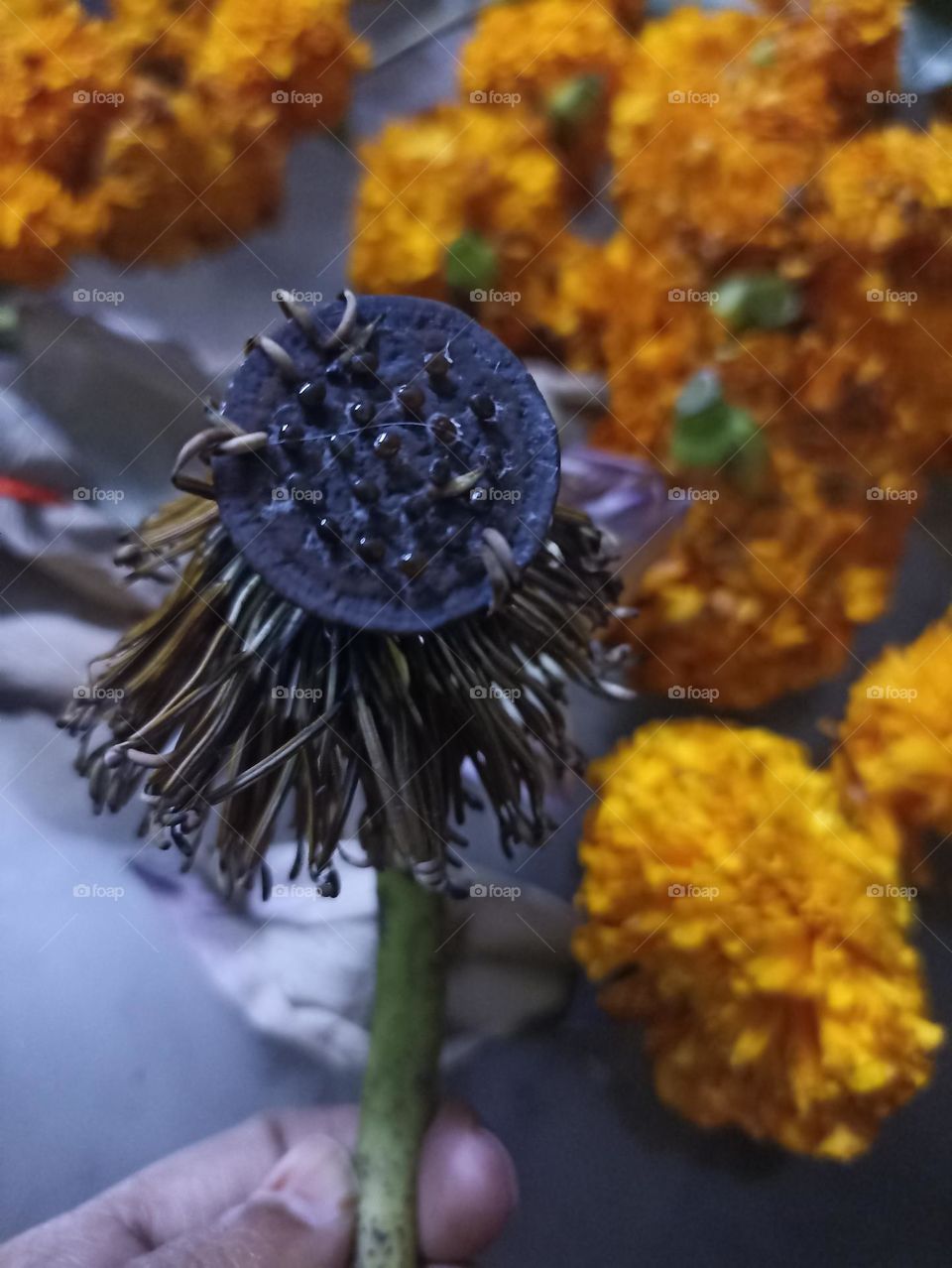 dead but still beautiful