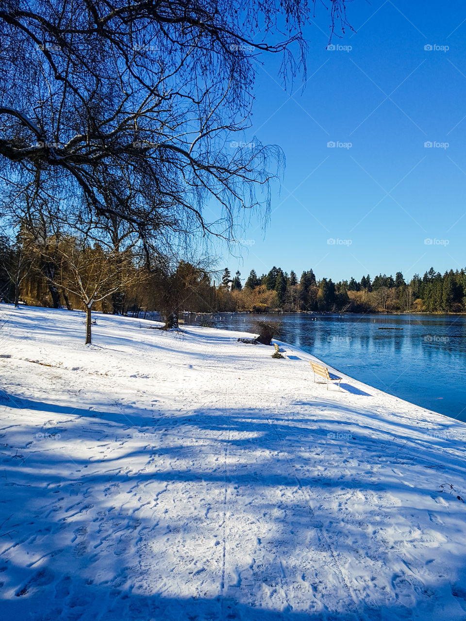 Snow, Winter, Tree, Landscape, Cold