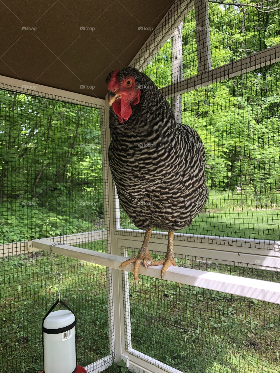 Our rescue chicken, Ruth
