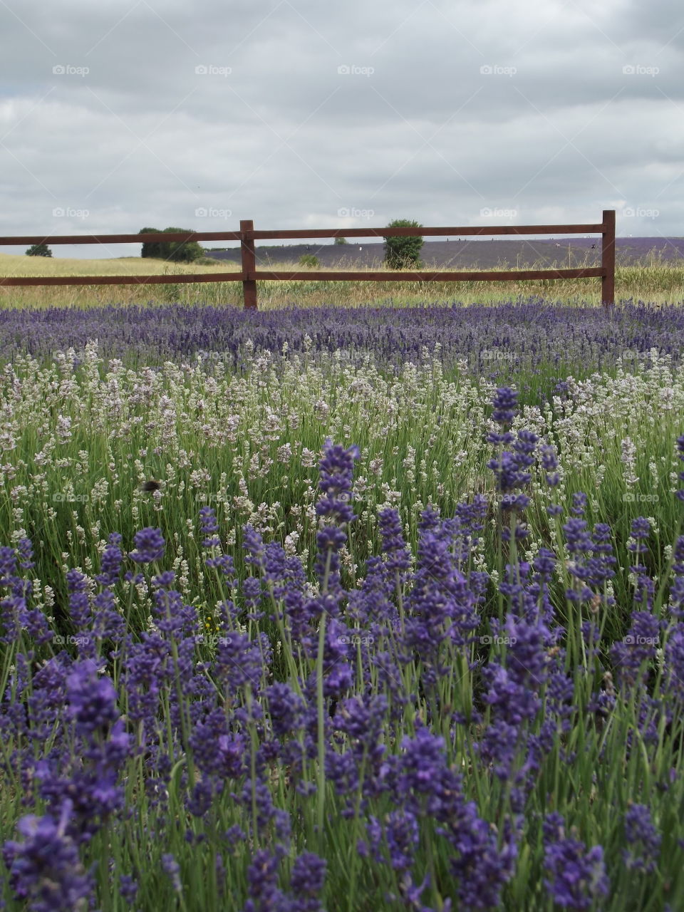 Purple And White Lavender