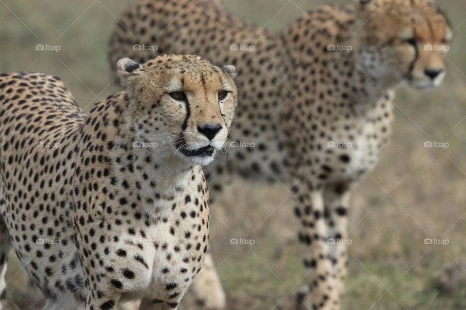 two brown cheetahs

Two cheetahs walking on the savannah.