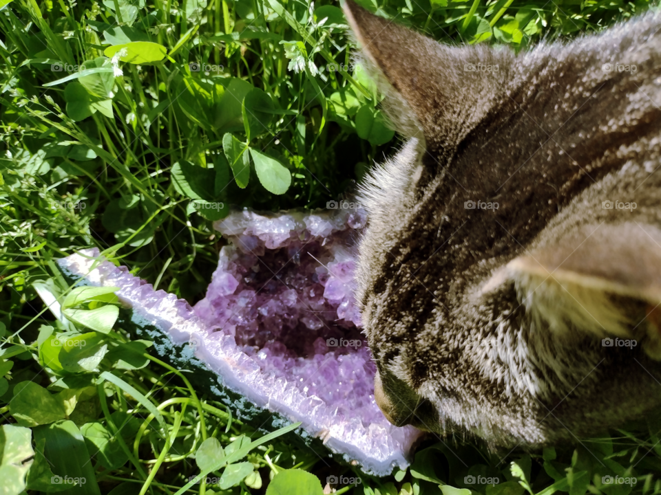 cat smelling amethyst stone