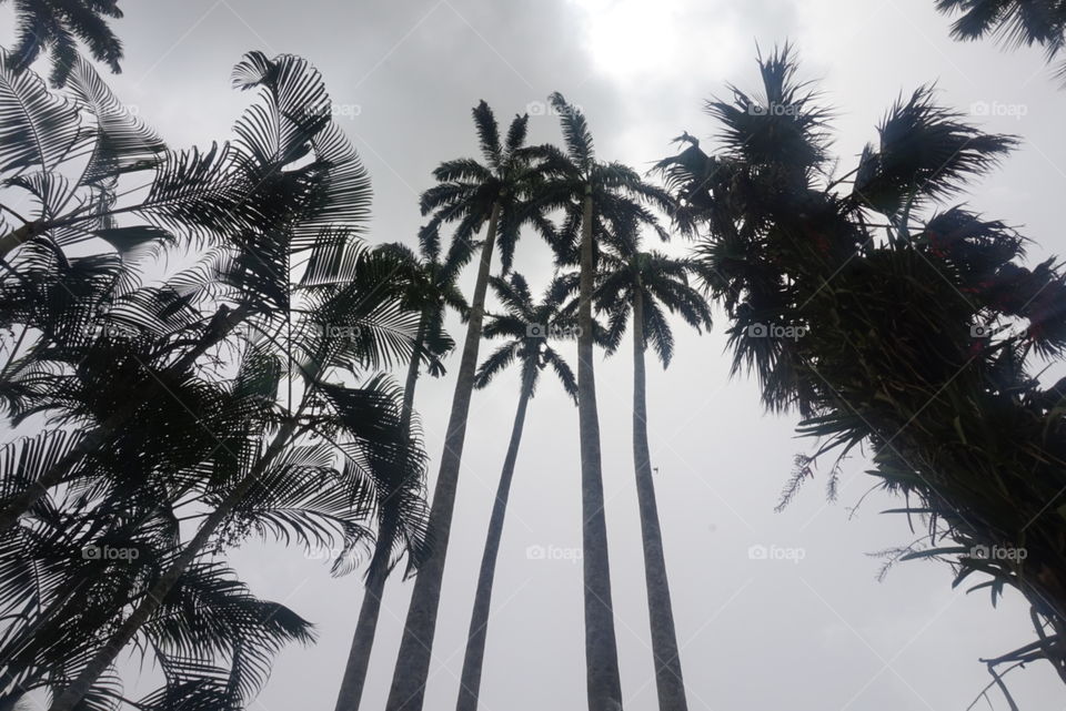 Palm trees in Ghana