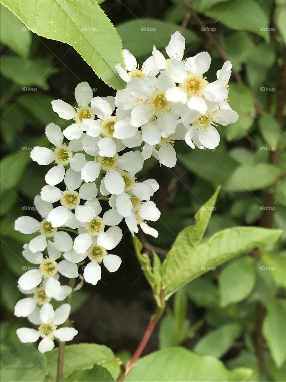 Spring tree flowering 