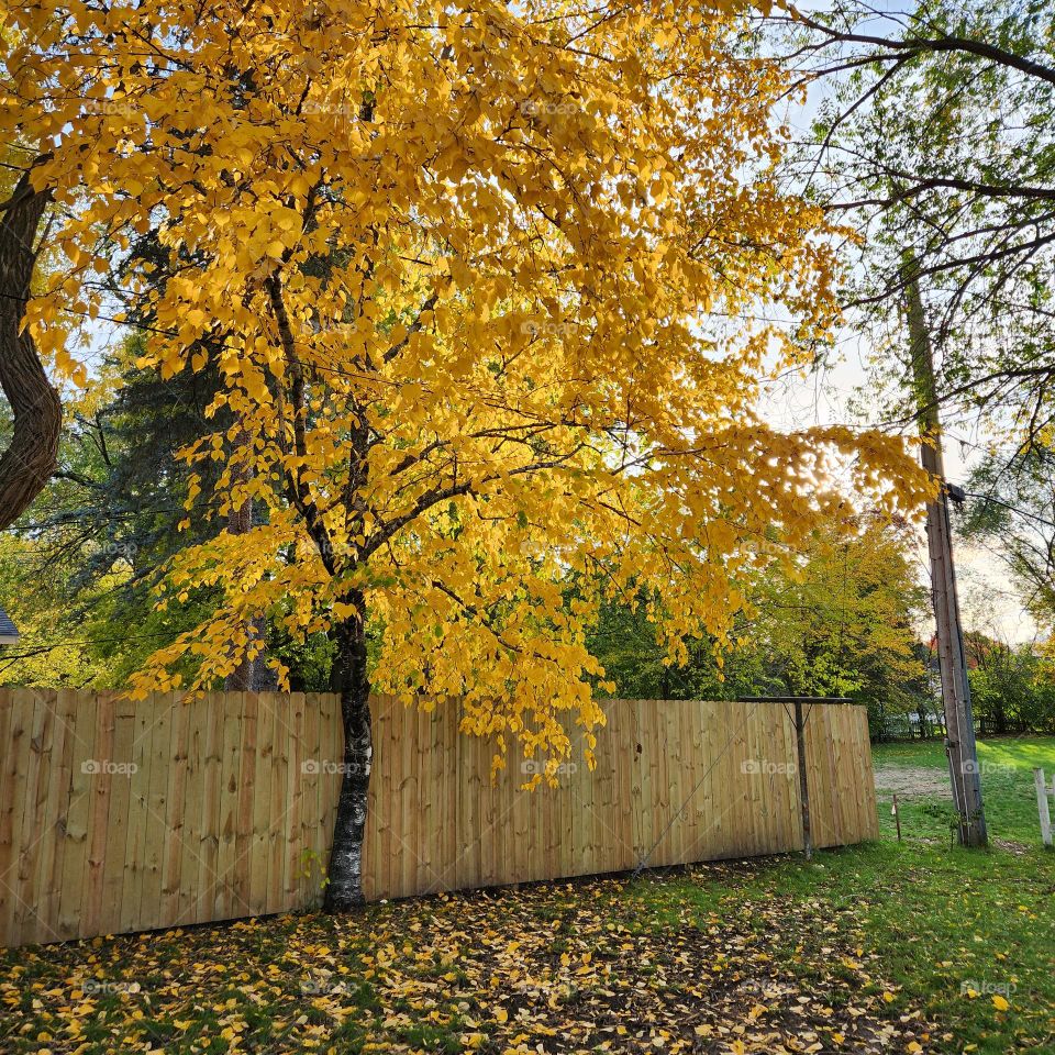 backyard birch