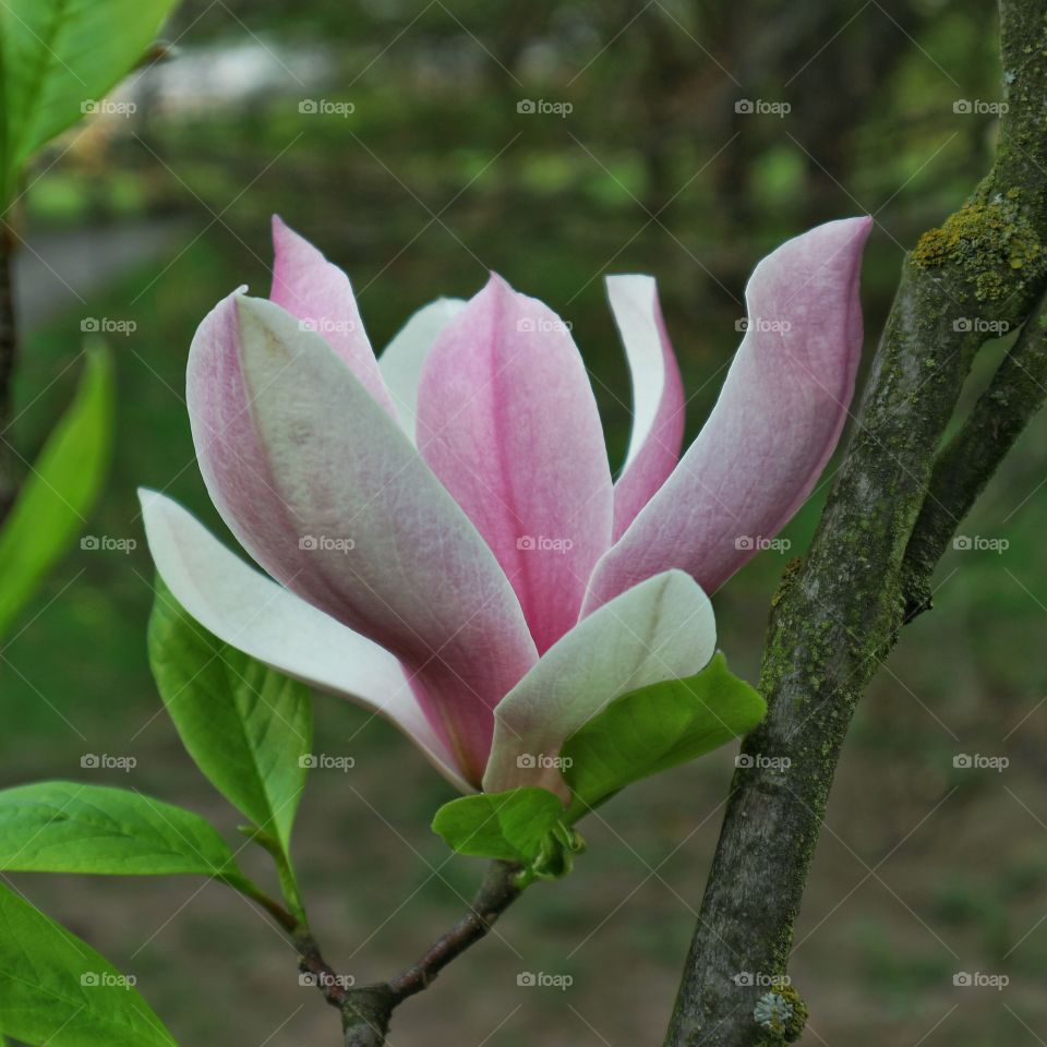 Magnolia