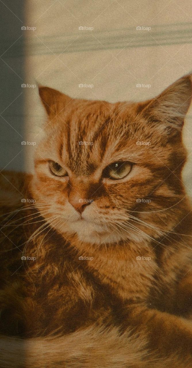 Portrait of a beautiful ginger thoroughbred cat with a serious look to the side lying in a cat house on the background of a white door, side view close-up. Pets lifestyle concept.