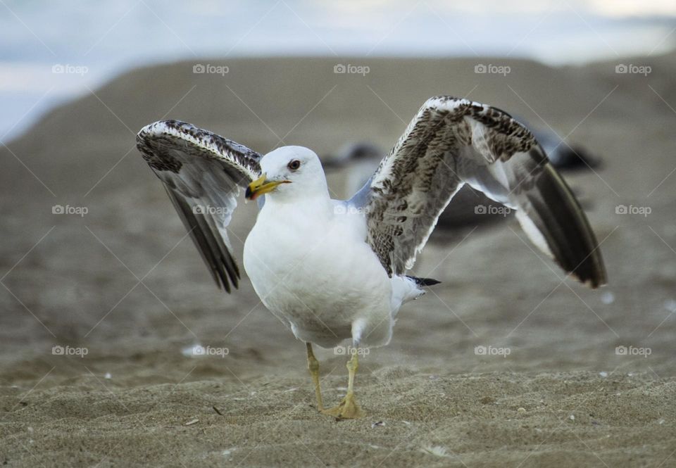 Seagull portrait