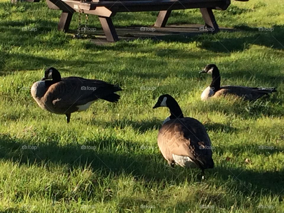 Trio of Canadian Geese 