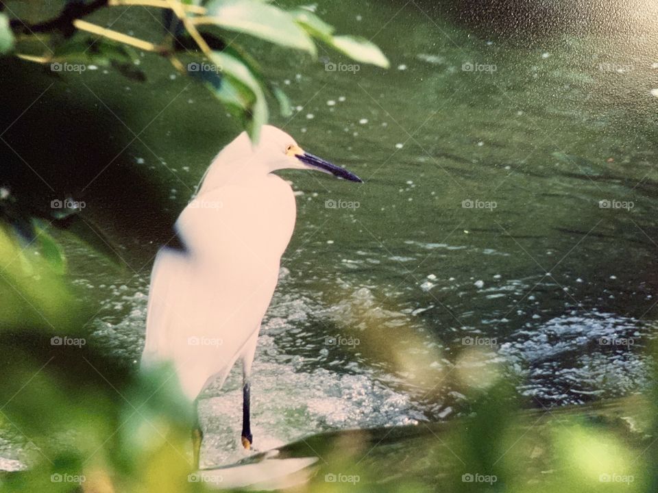 White bird near river 