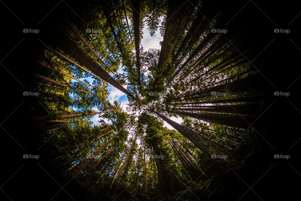 Forest by Fisheye