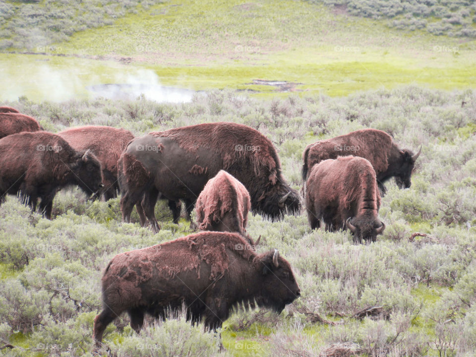 Herd of Buffalo grazing at Yellowstone National Park