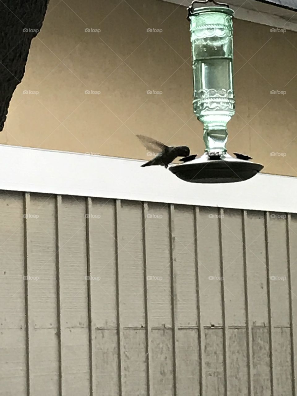 A hummingbird at the feeder