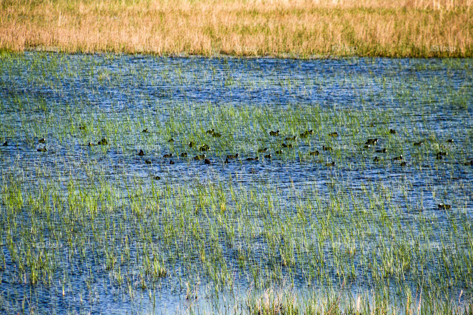 birds on water