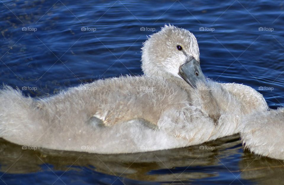 Swan resting lake
