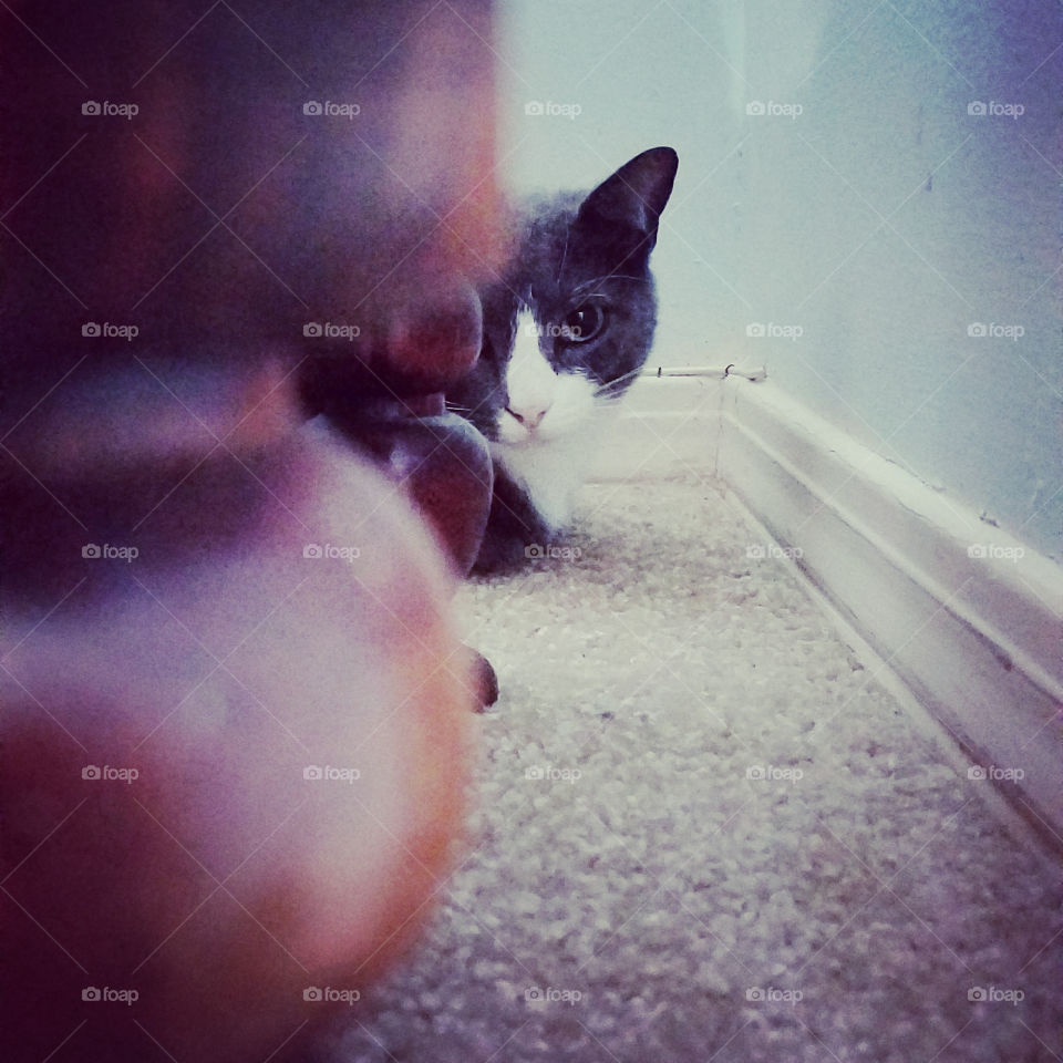 Anxiety kitty cat hiding from thunderstorms.