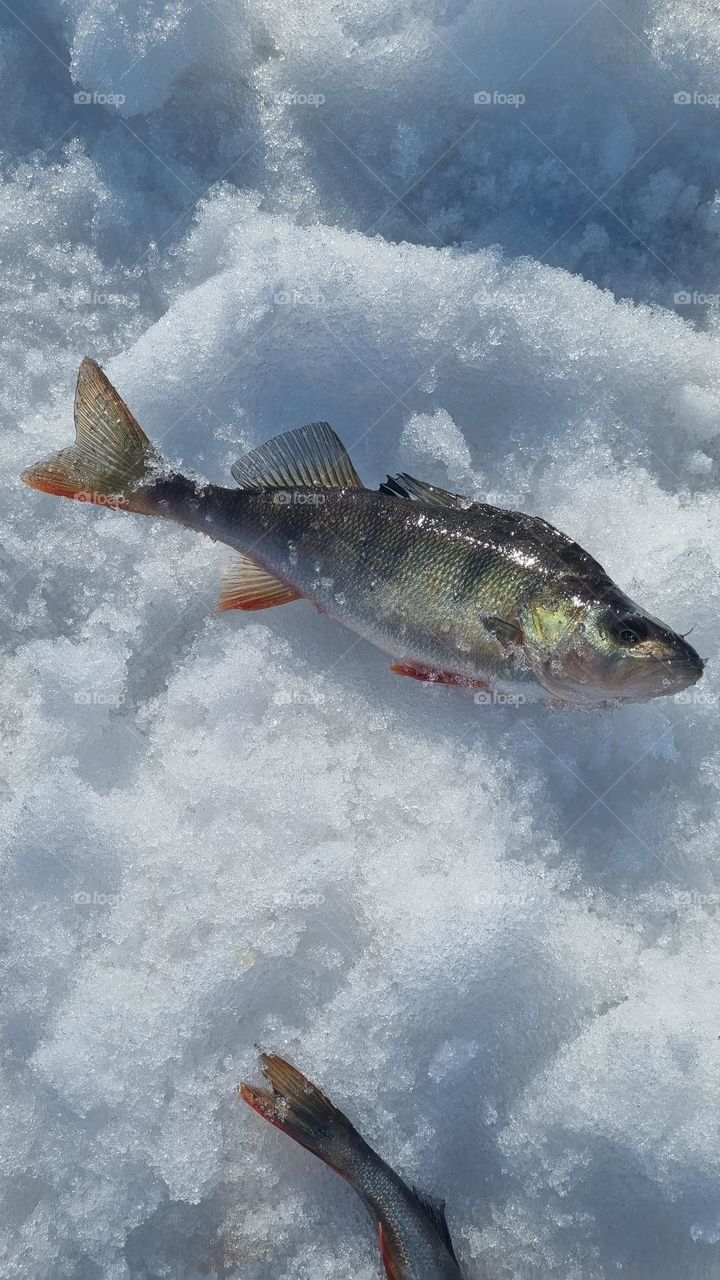 Winter fishing for perch on the ice in Finnish Lapland