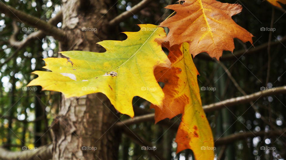 Fall Foliage 