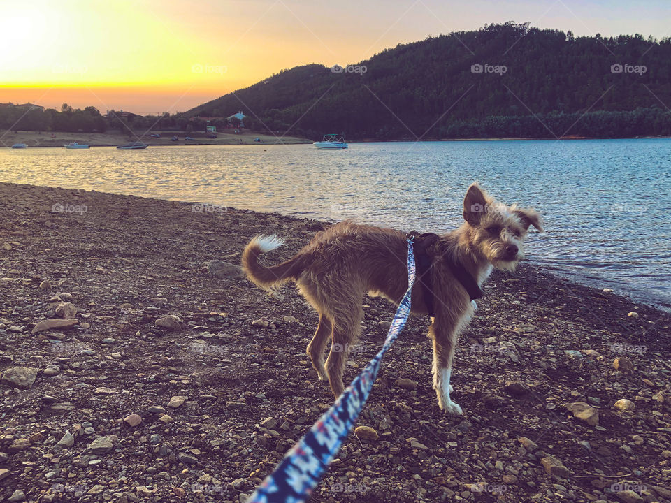 A small podengo terrier dog, on at lead at the river beach as the sun sets