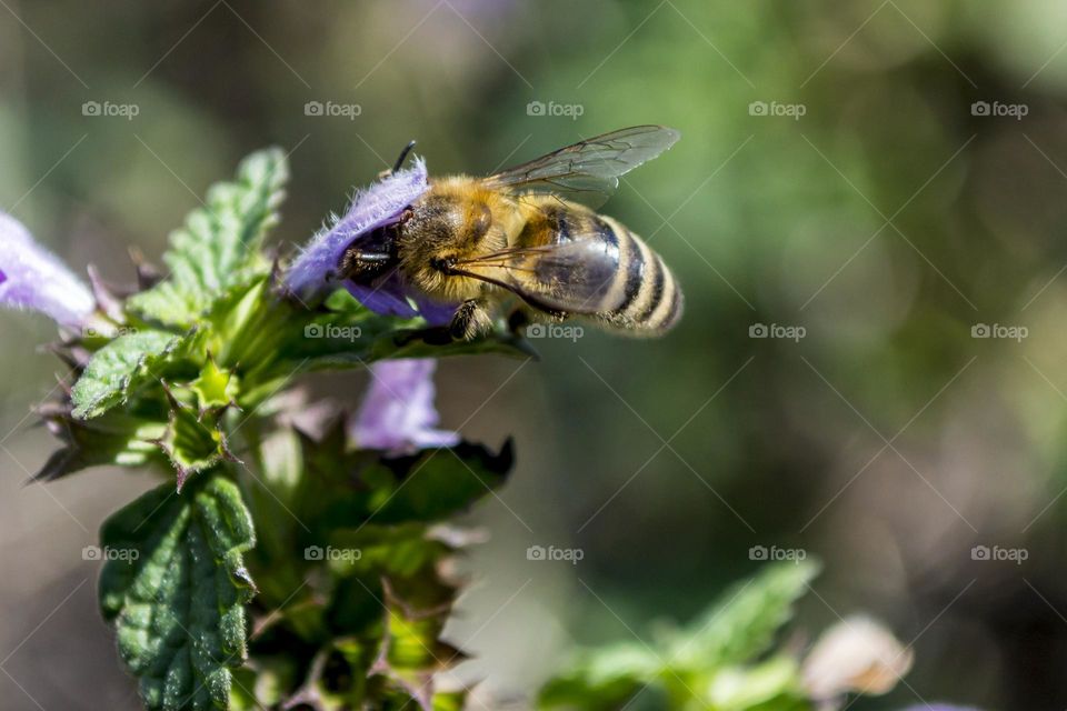 Bee