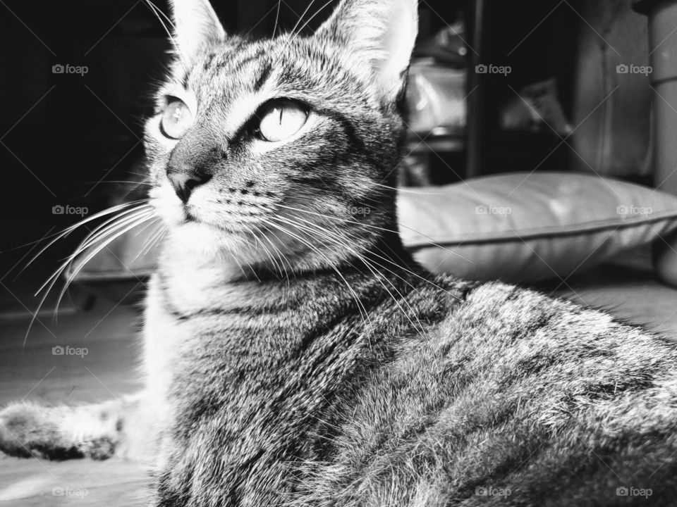 Black and white photo:  Sun shining down on tabby cat's eyes