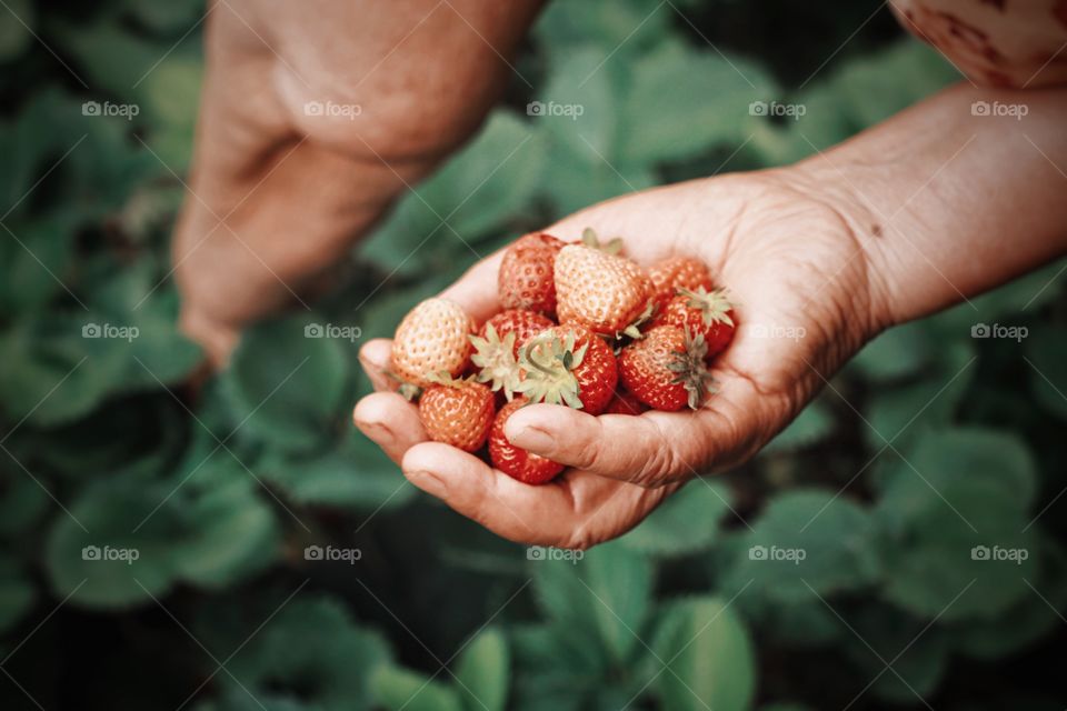 Holding strawberries 