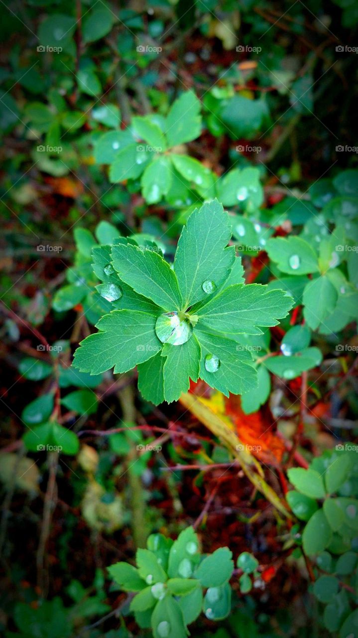 Leaf, No Person, Nature, Flora, Growth