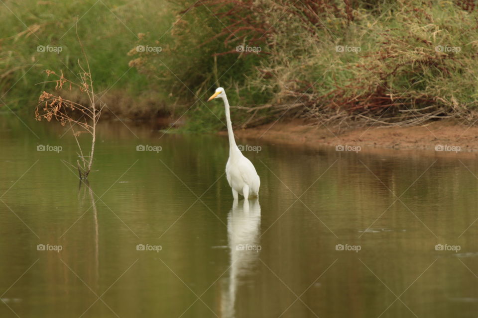 Great Egret