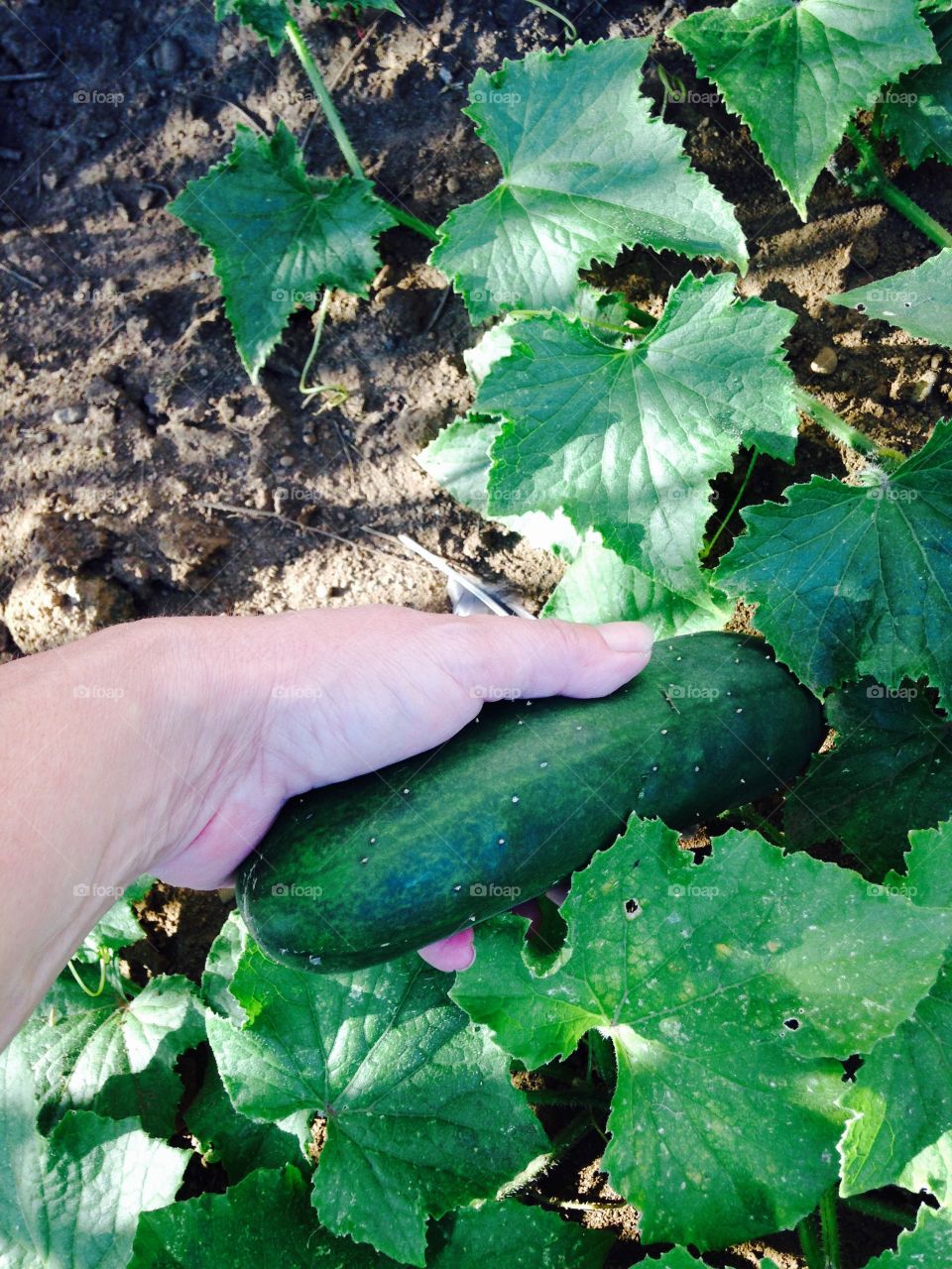 Picking cucumber s  in my garden 