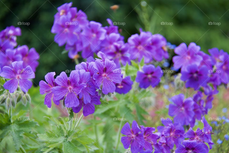 Midsummer flowers (geranium sylvaticum). Midsummer flowers (geranium sylvaticum) 