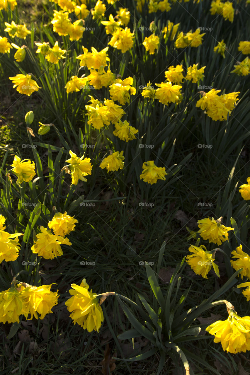 Yellow flowers 4